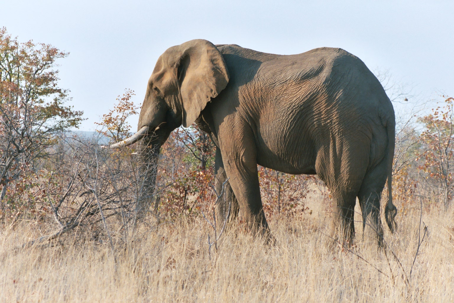 African elephant photographed inside Kruger National Park South Africa
